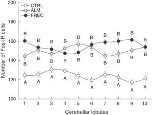 Number of Fos-IR cells (mean±SE) in the granular layer of each lobe after olfactory stimulation. Lobes in the ALM and FREC groups are significantly larger than those in the CTRL group (P=.04). Although a different activation pattern can be observed between the lobules of the ALM and FREC groups, these differences were not statistically significant.