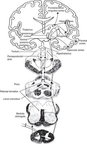 Schematic of the efferent pathways of the lateral pain system, which project from the ventral posterolateral nucleus of the thalamus to the primary parietal cortex; schematic of the efferent pathways of the medial pain system, which reach numerous cortical areas and the hypothalamus, according to the more complex aspects of pain perception that they transmit (see text).