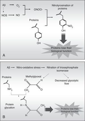 Diagram of protein nitrotyrosination (A) and glycation (B) induced by Aβ fibril aggregates.