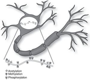 Epigenetic effects on the adult nervous system. Epigenetic regulation of neurons in the adult brain occurs in response to synaptic signals and/or environmental stimuli. These external stimuli change the transcriptional profile, and therefore neuron function as well.