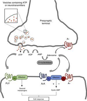 Adenosine triphosphate (ATP) is released into the synaptic cleft from presynaptic vesicles. ATP may interact directly with such postsynaptic receptors as P2Y and P2X, which are G protein-coupled. ATP may be transformed into adenosine by means of such enzymes as ectodiphosphohydrolase and 5′-nucleotidase. Adenosine interacts with G protein-coupled pre- and postsynaptic receptors, regulating adenylyl cyclase and the cyclic AMP pathway. Adapted from Nestler et al.7