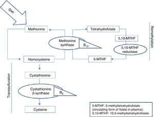 Homocysteine metabolism.