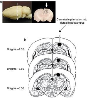 (a) Image of the rat brain showing the site of cannula implantation at the anteroposterior level (dashed line) and a coronal section of the brain showing the site of cannula injection (white arrow). (b) Diagram of brain coronal sections, displaying the site of cannula implantation into hippocampal CA1 (black circles). Based on Paxinos and Watson's rat brain atlas (1998 edition).