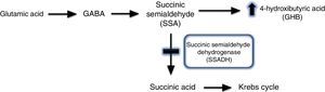 Schematic representation of GABA degradation, and alterations caused by succinic semialdehyde dehydrogenase deficiency.
