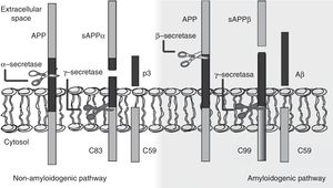 Diagram of the mechanisms of amyloid precursor protein (APP) processing: non-amyloidogenic pathway and amyloidogenic pathway. The amyloidogenic pathway promotes amyloid-β peptide (Aβ) generation and senile plaque formation.