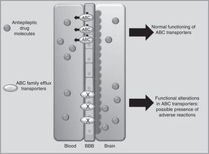 Participation of the ABCB1 and ABCC2 transporters at the blood-brain barrier (BBB) in the development of adverse reactions to antiepileptic drugs.