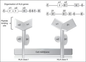 HLA class I and II genes and alleles: organisation of HLA system genes; (above) exons are shown as squares and introns as lines; above the squares are labels indicating the HLA molecule domains (depicted below) coded for by each exon; exons shown in white are those that contain the majority of the polymorphisms included in these genes.