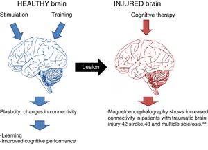 The effects of cognitive stimulation on healthy and injured brains.