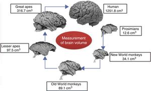 Comparison of the brains of humans, prosimians, and Old and New World monkeys.