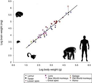 Logarithmic scale comparing total body weight (g) and the weight of the brain (mg) in 45 primate species. The line (regression) shows the expected brain weight for different body sizes. The X below the regression line indicates the expected brain size for humans; the actual size (represented by a red box) is much greater. Generally, prosimians are below the regression line, whereas anthropoids are above. This demonstrates that there was a selection pressure during human evolution for the development of brain tissue. Adapted from Stephan et al.7