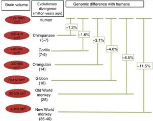 Phylogenetic relationships between humans and other primates, indicating the temporal separation and degree of genetic difference between humans and the other species. The values shown for genetic difference represent nucleotide substitutions and do not account for other types of change (insertions, deletions, and structural changes). The values shown for Old and New World monkeys are based on groups of species within each clade. Adapted from Vallender et al.30