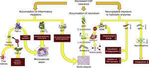 Pathophysiological consequences of decreased CSF clearance: accumulation of neurotoxins and inflammatory mediators, and exposure of the neuropeptides responsible for neuroendocrine signalling to the activity of hydrolytic enzymes. Aβ-42: 42-residue fragment of amyloid-β peptide; ACT: antichymotrypsin; APP: amyloid precursor protein; LRG: leucine-rich glycoprotein; NPY: neuropeptide Y; TGF: transforming growth factor; TNF: tumour necrosis factor; VIP: vasoactive intestinal peptide.