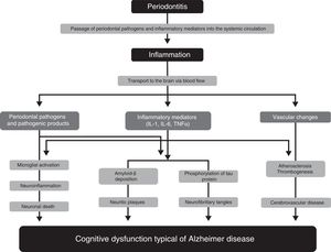 Pathophysiological mechanisms that potentially explain the association between periodontitis and dementia. Modified from Uppoor et al.33