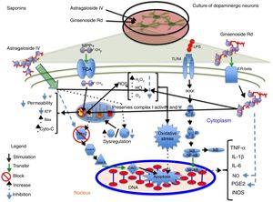 Neuroprotection of saponins in models of MPP+- and lipopolysaccharide-induced neuronal damage. Astragaloside IV reduces ROS levels and prevents oxidative stress, increasing Bcl-2 levels and inhibiting cytochrome C release into the cytosol, thereby preventing cell death. Ginsenoside Rd preserves the mitochondrial membrane potential (Ψ) and complex I activity and reduces ROS levels, preventing oxidative stress and decreasing NO and PGE2 levels, which increases cell viability.