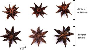 Resemblance between the fruits of I. verum and I. anisatum.5