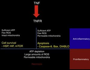 Response to TNF. TNF activates different intracellular signalling mechanisms according to the cell's metabolic state. If the cell still has sufficient ATP and few reactive oxygen species (ROS), and the mitochondrial membrane remains impermeable, the cell activates heat shock proteins (HSP), hypoxia-inducible factor (HIF), and the mammalian target of rapamycin (mTOR). When the cell has sufficient ATP and few ROS, but the mitochondrial membrane is permeable, the proapoptotic pathways are activated via caspase-8, Bax, and DIABLO. ATP depletion, large amounts of ROS, and dysfunctional mitochondria lead to necrosis. In tissues, surviving or apoptotic cells exert an anti-inflammatory and cytoprotective effect, whereas necrosis constitutes a powerful proinflammatory stimulus.