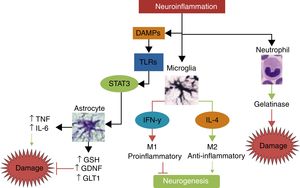 The main mechanisms of damage and neuroprotection associated with neurinflammation.Neuroinflammation is not a neurotoxic stimulus in itself; immune response mainly activates the cells of the innate immune system, such as neutrophils, microglia, and astrocytes. Neutrophils are predominantly neurotoxic, whereas microglia and astroglia can express neuroprotective phenotypes. Depending on the type and intensity of the stimulus, microglia may polarise to the M1 phenotype, which releases IFN-γ, leading to greater damage and inhibition of neurogenesis, or to the M2 phenotype, which secretes IL-4 and has anti-inflammatory properties, promoting neurogenesis and neuroprotection. When activated by damage molecules, and depending on which TLR receptor is activated, astroglia may secrete TNF and IL-6, promoting neuronal damage, or such neuroprotective factors as antioxidant GSH, the GDNF growth factor, and the GLT1 transporter.