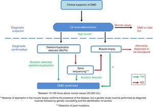 Adaptation of the diagnostic algorithm for DMD, from suspicion to confirmation. Source: Camacho.26