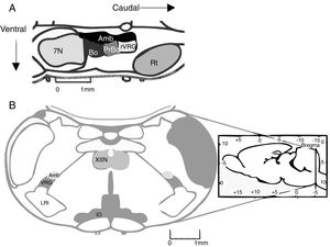(A) Location of the pre-Bötzinger complex in a sagittal section of the rodent brain (modified from Paxinos and Watson58). In mammals, the pre-Bötzinger complex is located in the ventrolateral medulla, at the level of the obex, caudal to the facial nucleus, rostral to the lateral reticular nucleus, and ventral to the nucleus ambiguus. (B) Coronal section showing the anatomical landmarks for locating the pre-Bötzinger complex. Amb: nucleus ambiguus; IO: inferior olivary nucleus; VRG: ventral respiratory group; XIIN: hypoglossal nucleus.