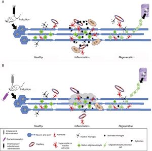 Induced inflammation and demyelination in in vivo models. (A) Induction in autoimmune and/or inflammatory models. An immunostimulator is administered intramuscularly or subcutaneously. Induced inflammation is associated with increased levels of proinflammatory cytokines, T cells, and activated microglia, leading to the formation of reactive oxygen species (ROS), oligodendrocyte and myelin damage, and reactive gliosis and vessel wall alterations, resulting in oedema. This stage is followed by regeneration, where the number of activated cells (astrocytes and microglia) decreases and oligodendrocyte precursor cells migrate mainly from the corpus callosum (CC) or subventricular zone (SVZ) to replace damaged cells and promote remyelination. (B) Induction in demyelination models. Demyelination is induced with chemicals or toxic agents, which are administered orally (diet), locally (intracerebral), intramuscularly, or subcutaneously. After entering the bloodstream, the chemical or toxic agent enters into contact with axons, causing myelin degeneration; this microenvironment induces microglial activation, ROS formation, inflammatory cytokine release, and reactive gliosis. This ultimately leads to the loss of myelin sheaths and myelin-producing cells (oligodendrocytes). This stage is followed by regeneration, where the number of activated cells (astrocytes and microglia) decreases and oligodendrocyte precursor cells migrate mainly from the CC or SVZ to replace damaged cells and promote remyelination.
