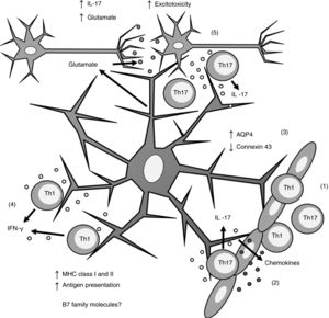 Role of astrocytes on the pathogenesis of multiple sclerosis. 1) Th1 and Th17 cells cross the blood-brain barrier through diapedesis; 2) Th17 cells produce IL-17, which induces chemokine production by astrocytes, increasing immune cell recruitment; 3) astrocytes overexpress AQP4 and decrease the expression of connexin 43; 4) Th1 cells produce IFN-γ, which induces MHC class I and II overexpression in astrocytes; this in turn increases antigen presentation; 5) Th17 cells produce IL-17, which induces an increase in glutamate levels in the synaptic region, leading to excitotoxicity and neuronal death. AQP4: aquaporin-4; IFN-γ: interferon γ; IL-17: interleukin 17; MHC: major histocompatibility complex; Th1: T helper 1 cell; Th17: T helper 17 cell.