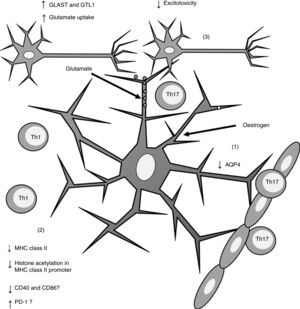 Effects of oestrogen on astrocytes. Oestrogen decreases AQP4 expression (1); decreases MHC class II expression, which in turn reduces antigen presentation (2); and increases the expression of GLAST and GTL1, which increases glutamate uptake in neuronal synapses and reduces excitotoxicity (3). AQP4: aquaporin-4; CD40: cluster of differentiation 40; CD86: cluster of differentiation 86; GLAST: glutamate aspartate transporter; GTL1: glutamate transporter-1; MHC: major histocompatibility complex; PD-1: programmed cell death protein 1; Th1: T helper 1 cell; Th17: T helper 17 cell.