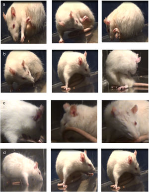 Abnormal involuntary movements (AIM) during long-term treatment with levodopa, by location. (a) Forelimb AIMs; (b) axial AIMs; (c) orofacial AIMs; (d) locomotor AIMs. The rats showed alterations on the side contralateral to the lesion.