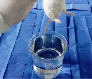 The tail is lowered toward the hot water.