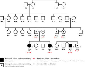 Pedigree chart of our patients’ family.