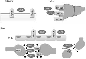 Proteins that interact with disease-modifying drugs for Alzheimer disease. ACHE: acetylcholinesterase; BCHE: butyrylcholinesterase; BBB: blood–brain barrier; CHAT: choline acetyltransferase; DPZ: donepezil; GAL: galantamine; MEM: memantine; NMDA: N-methyl-D-aspartate; RIV: rivastigmine.