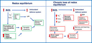 Effects of oxidative stress on brain plasticity and memory. Note the differences between redox equilibrium (left) and chronic loss of redox equilibrium (right).