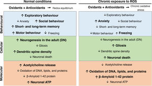 Effects of chronic oxidative stress caused by chronic ozone exposure on brain synaptic plasticity at the cognitive-behavioural, cellular, and molecular levels.