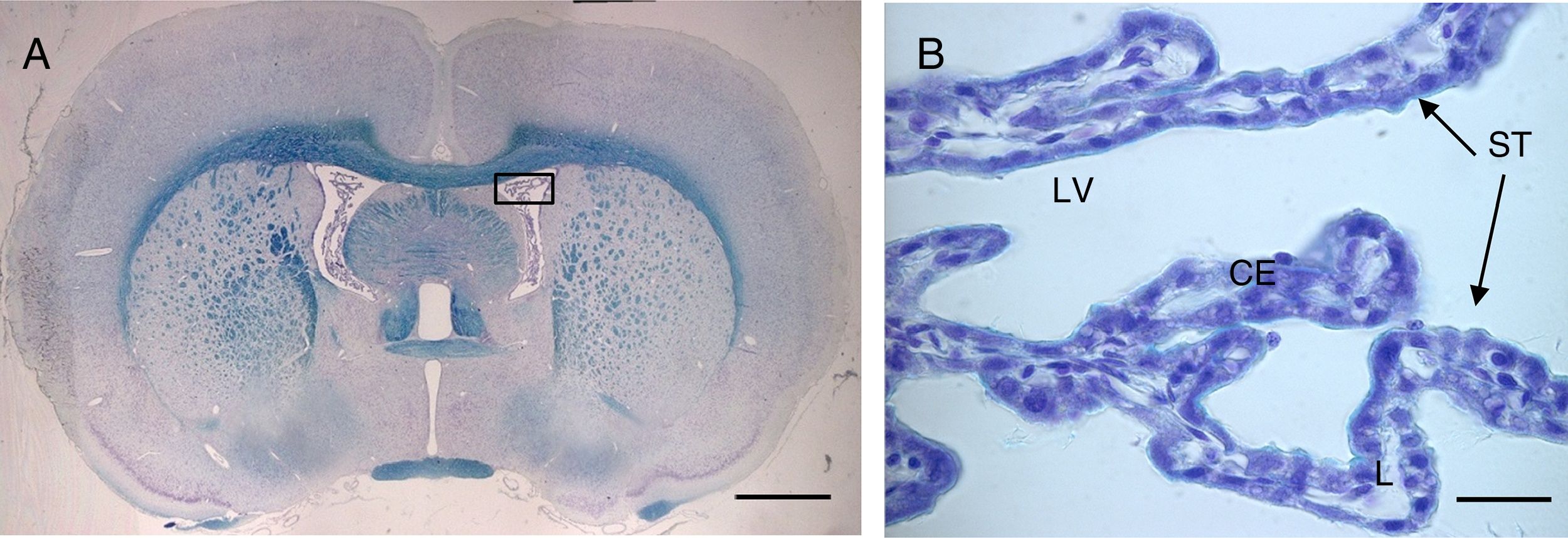 fig0005