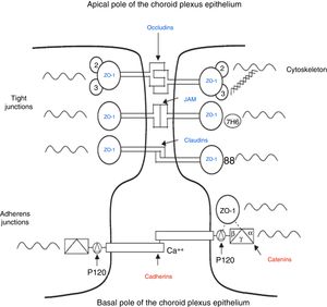 Schematic diagram of the tight and adherens junctions present between the cells of the choroid plexus epithelium. Adapted from Vorbrodt and Dobrogowska.39