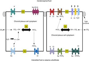 Diagram demonstrating ion transport in the choroid plexus for cerebrospinal fluid production. Adapted from Johanson et al.52