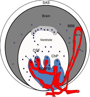 Diagram of the brain barriers and potential biomarkers of their disruption. BBB: blood–brain barrier; BCSFB: blood–CSF barrier; ChP: choroid plexus; CSF: cerebrospinal fluid; SAS: subarachnoid space; S100β: S100 calcium-binding protein B (low serum concentration). Squares: disruption of the blood–brain barrier by S100β; circles: disruption of the blood–cerebrospinal fluid barrier by monomeric transthyretin. Source: González-Marrero et al.,94 Al-Sarraf and Philip,100 Marchi et al.103.