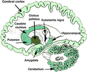 Distribution of endocannabinoids in the human brain. Darker tone indicates higher density of endocannabinoid receptors.