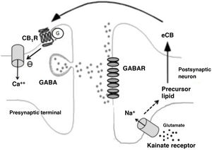 Biochemical phenomena occurring during endocannabinoid-mediated suppression of GABA release in the hippocampus. Glutamate release activates postsynaptic kainate receptors, which induce sodium influx and production of endocannabinoids. Endocannabinoids are released into the synaptic space and act on G protein–coupled CB1 receptors on terminals that release GABA. This induces a decrease in presynaptic calcium influx and a decrease in GABA release. Ca++: calcium; CB1R: CB1 receptor; eCB: endocannabinoid; G: G protein; GABAR: GABA receptor; Na+: sodium.