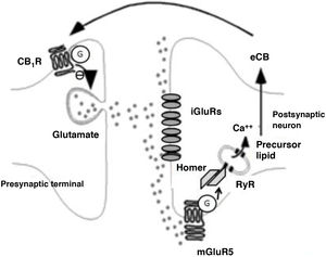 Biochemical phenomena occurring during endocannabinoid-mediated long-term depression. Glutamate release activates postsynaptic ionotropic receptors and type 5 metabotropic glutamate receptors. The latter induce the production of endocannabinoids through Homer proteins and ryanodine receptors in calcium-storing vesicles and the endoplasmic reticulum. Endocannabinoids are released into the synaptic space and act on G protein–coupled CB1 receptors on terminals that release glutamate. This induces a decrease in presynaptic glutamate release. Ca++: calcium; CB1R: CB1 receptor; eCB: endocannabinoid; G: G protein; iGluR: ionotropic glutamate receptors; mGluR5: type 5 metabotropic glutamate receptors; RyR: ryanodine receptor.