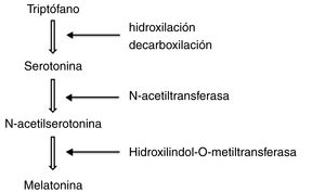 Melatonin synthesis from tryptophan.