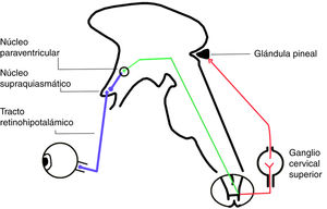 Regulation of the pineal gland by light stimuli.