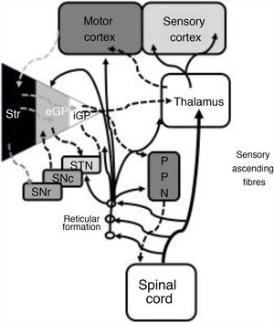 Systematic representation of the direct and indirect motor networks between the basal ganglia, thalamus, and cortex, as well as gait and posture control pathways projected from the basal ganglia to the pedunculopontine nucleus and spinal cord. The sensory ascending fibres provide information on the musculoskeletal components and activate the reticular formation in the brainstem. eGP: external globus pallidus; iGP: internal globus pallidus; PPN: pedunculopontine nucleus; SNc: substantia nigra pars compacta; SNr: substantia nigra pars reticulata; STN: subthalamic nucleus; Str: striate. Modified from De Andrade et al.73