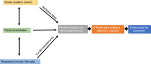 Effects of alterations in redox balance (chronic oxidative stress), immune response (microglial trogocytosis), and Aβ plaque formation on loss of structural synaptic plasticity, which results in a pattern of cognitive impairment characteristic of Alzheimer disease.