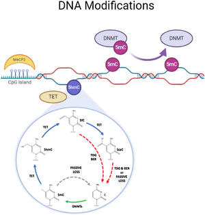 Methylation of DNA by methyl transferases(DNMT). Methylated cytosine is further converted to 5hmC, 5fC and 5caC with the help of TET.