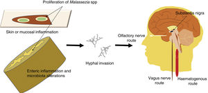 Schematic representation of the possible routes of central nervous system (CNS) invasion by Malassezia spp. These fungi are opportunistic microorganisms that exploit the host’s vulnerabilities to invade the CNS, damaging neurons and causing neuroinflammation. Opportunistic infection may occur in the event of a genetic predisposition, a weakened immune system, gastrointestinal inflammation with altered microbiota, or damage to the skin or mucosal barriers. Malassezia spp are most invasive when they grow hyphae; hyphal fungi may enter the CNS by the transneuronal route via the olfactory or the vagus nerves, or by the haematogenous route. They may settle in the substantia nigra, an area rich in dopaminergic neurons, as these fungi consume levodopa and would therefore present a preference for levodopa-rich regions.