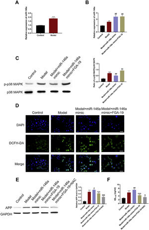miR-146a-5p up-regulated APP by increasing ROS levels via activation of MAPK signaling in the Aβ1–42-treated SH-SY5Y cells. (A, B) Relative transcription levels of miR-146a-5p among groups (n=3); (C) Immunoblotting of p-p38 in the hippocampus following the treatment as indicated. (D) Relative expression of DCFH-DA among groups, Scale bar: 50μm; (E) Western blots showing the APP levels and the bar graphs show densitometric analysis of the same (n=3). (F) Bar graphs showing the densitometric analysis of Aβ1–42 by ELISA (n3). * P<0.01 and *** P<0.001 vs. the control group. ## P<0.01 and ### P<0.001 vs. the AD group.