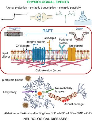 Participation of rafts in physiological and pathological events in the nervous system. CJD, Creutzfeldt Jakob disease; LBD, Lewy body dementia; NMO, neuromyelitis optica; NPC, Niemann-Pick disease type C; SLO, Smith-Lemli-Opitz syndrome.