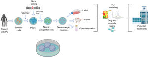 Diagram summarising the generation of induced pluripotent stem cell (iPSC) models of Parkinson’s disease (PD). PD models using iPSCs begin with the acquisition of somatic cells from patients with the disease. After cultures of somatic cells (eg, fibroblasts) are established, cells are reprogrammed using different vectors (eg, Sendai virus, lentivirus, retrovirus, and the transcription factors Oct3/4, Sox2, c-Myc, or Klf-4) to obtain iPSCs. After successful reprogramming, cells are differentiated to neuronal lineage through the addition of transcription factors (eg, Sonic Hedgehog, fibroblast growth factor 8, or brain-derived neurotrophic factor). During the pluripotent state, iPSCs may also be genetically modified to overexpress or inhibit genes of clinical interest. Finally, the dopaminergic neurons generated are used to model PD with in vivo or in vivo techniques or cryopreserved for future use, targeting the development of novel treatments.