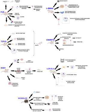 Main characteristics of murine models of ALS.