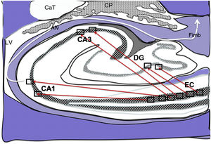 Diagram of a cross-section of the hippocampus at the level of the temporal horn of the right lateral ventricle. Arrows indicate direct connections (red solid arrows) from the grid cells of the entorhinal cortex to the place cells of the dentate gyrus, CA1, and CA3, and subsequently to the alveus and the fimbria (white arrow).26–30 Alv: alveus; CaT: tail of the caudate nucleus; CP: choroid plexi; DG: dentate gyrus; EC: entorhinal cortex; Fimb: fimbria; LV: lateral ventricle. Squares in the DG, CA3, and CA1 indicate the possible location of place cells; squares in the EC are the possible location of grid cells.